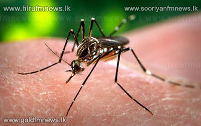 WHO+to+investigate+on+anti+dengue+mosquito.