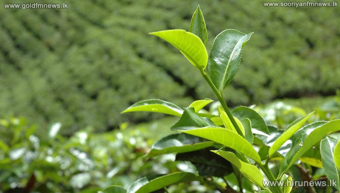 %E0%B6%B1%E0%B7%80+%E0%B6%87%E0%B6%BD%E0%B7%8A%E0%B6%B6%E0%B7%93%E0%B7%83%E0%B7%92%E0%B6%BA%E0%B7%8F+%E0%B6%B4%E0%B7%8A%E2%80%8D%E0%B6%BB%E0%B6%B7%E0%B7%9A%E0%B6%AF%E0%B6%BA%E0%B6%9A%E0%B7%8A