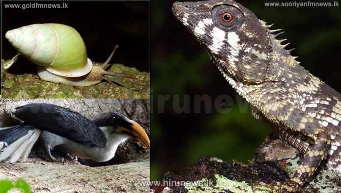 Rare+species+of+organisms+around+Maha+weli+river-+Kandy+are+on+the+brink+of+extinction