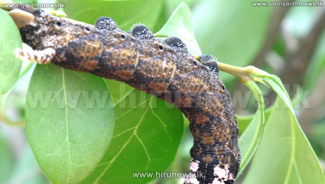 Sisinghari Insect කෑගල්ලේ අගල් දෙකේ සුහුඹුල් විශේෂයක් - Hiru News - Srilanka's Number One ...