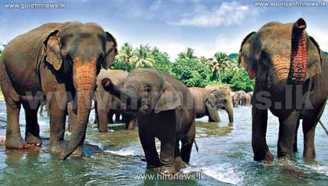New License For Domestic Elephants' Owners