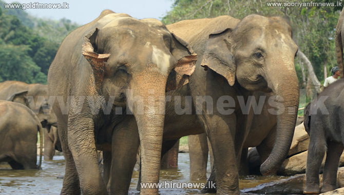 Report on ‘elephant issue’ due this week