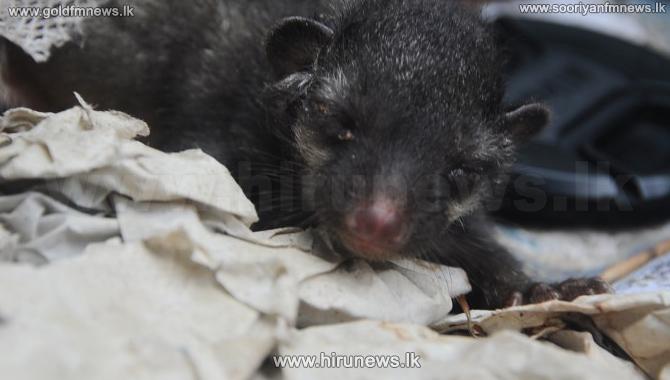 Baby Civet Found in Wanathawilluwa [ Photos] - Hiru News - Srilanka's ...