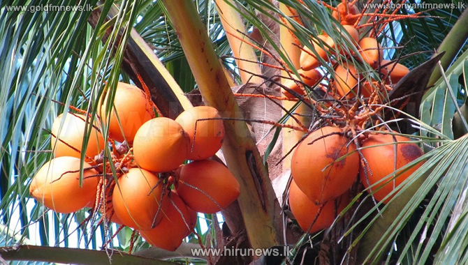 63%2C000+rupees+emerge+from+a+king+coconut+tree+in+Kalpitiya