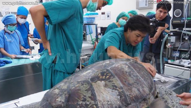 Five+kilos+of+coins+extracted+from+Thai+sea+turtle