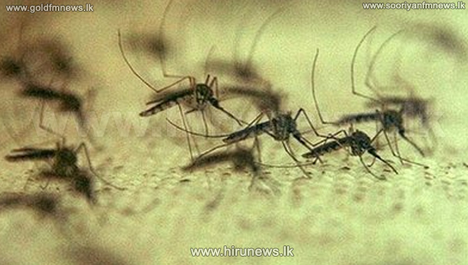 Dengue mosquito density increases 6 fold