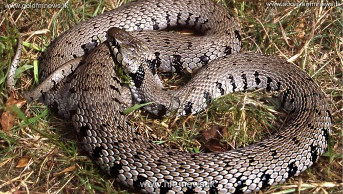 New+grass+snake+discovered+in+the+UK