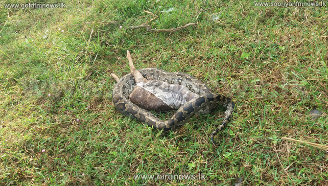 Python’s failed attempt (Photos) - Hiru News - Srilanka's Number One ...