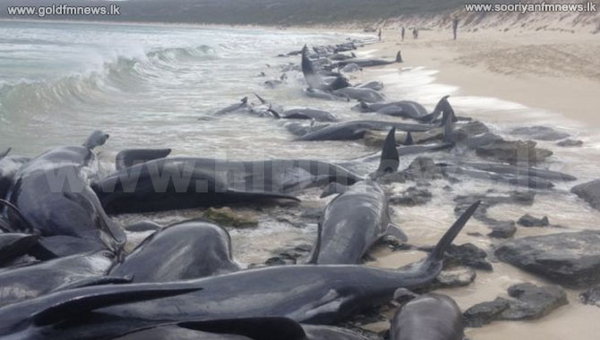 Nearly+150+beached+whales+die+in+Australia
