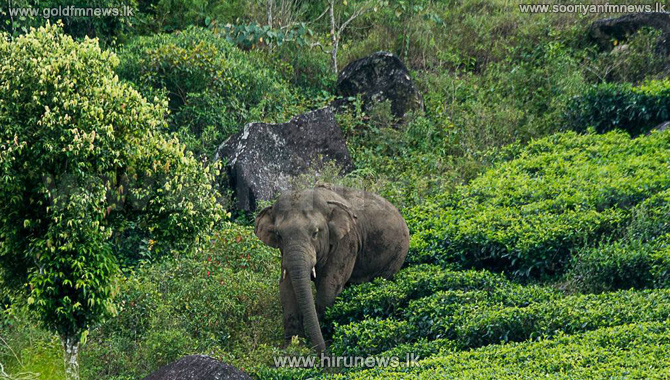 Relocation+of+Sinharaja+elephants+stopped+%28Photos%29