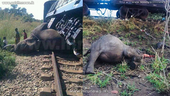 Three elephants killed after being hit by fuel train - Gold FM News -  Srilanka's Number One News Portal, Most visited website in Sri Lanka