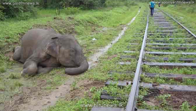 10+elephants+killed+in+train+accidents+in+last+10+months