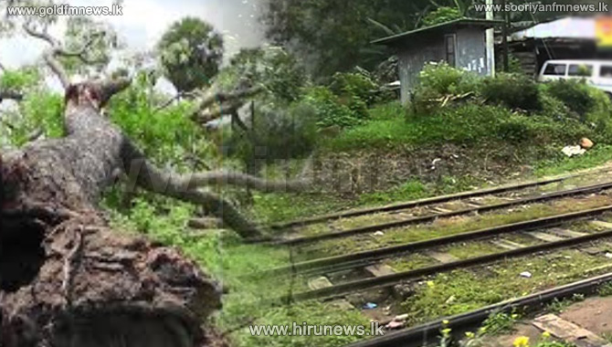 Several incidents of trees falling on to the Kelani Valley and coastal ...