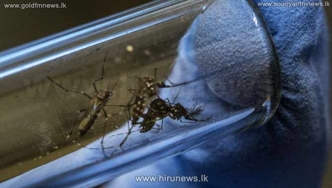 The+new+mosquito+discovered+from+Meerigama