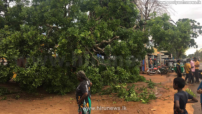 Heavy+rains+in+Vavuniya+%E2%80%93several+houses+damaged+due+to+strong+winds+%28video%29