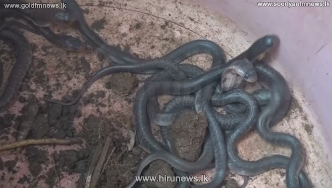 Mother+cobra+with+19+babies+found+from+home+%28video%29