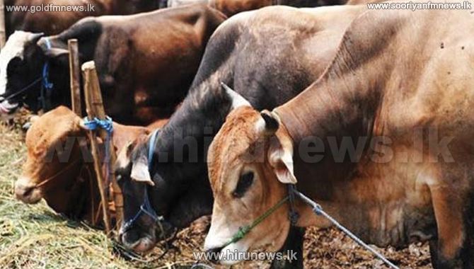 Govt.+considers+banning+cattle+slaughter