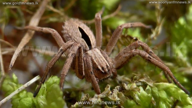 Seven Sri Lankan spider species surprise scientists – Mongabay Kids