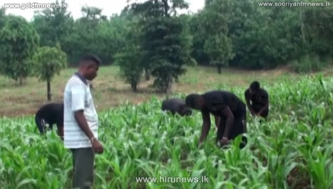 Imported+virus+to+fight+Sena+to+be+distributed+within+days+%28video%29
