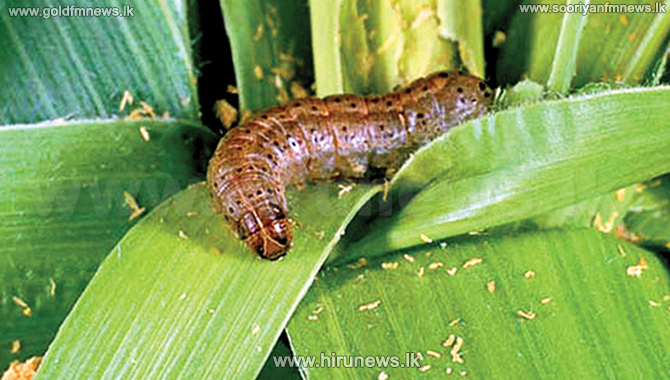 Imported+virus+destroys+Sena+caterpillar+successfully+-+virus+solution+to+be+distributed+among+farmers++