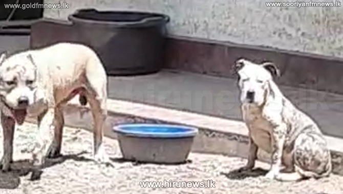 Dogs Left To Feed On Each Other Breeding Compound Owner Does Not 