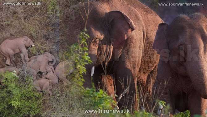Elephants%27+500km-trek+across+China+baffles+scientists