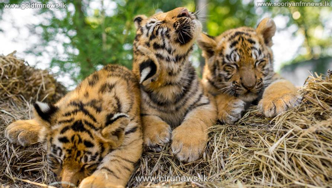 Three+Bengali+tiger+cubs+for+public+display+