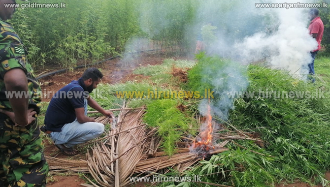 Illegal+Ganja+farm+operator+arrested+and+3%2C000+Plants+and+25%2C000+seedlings+seized