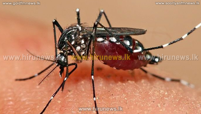 Dengue outbreak claims four lives in past week - Hiru News - Srilanka's ...