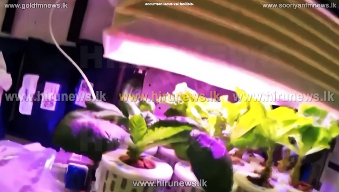 Astronauts harvest, taste vegetables grown in space station - Hiru News ...