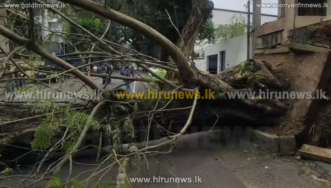 Traffic+Disruption+in+Colombo+7+as+fallen+tree+blocks+Gregory%27s+Road