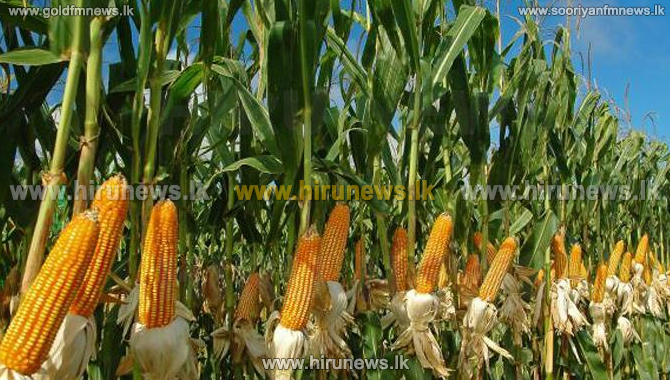 Maize+crop+purchases+commence+in+Anuradhapura