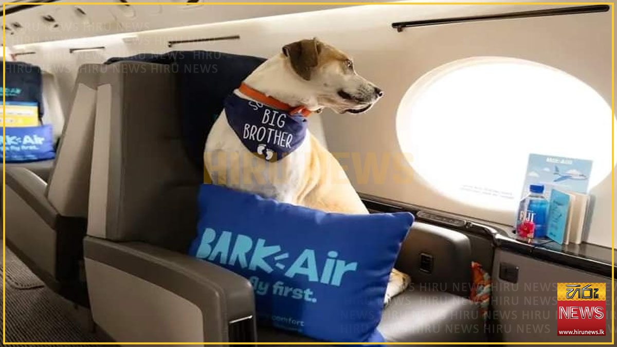 BARK Air: World's first doggy jet service launches in May 