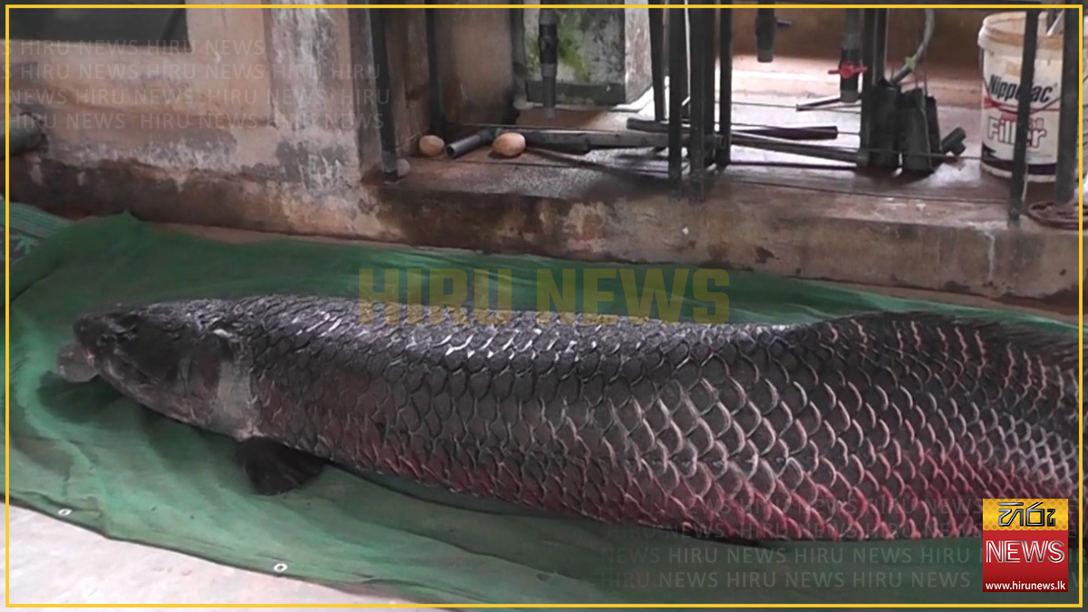 Stunning and beautiful - Sri Lanka's largest freshwater fish, dies (Video)