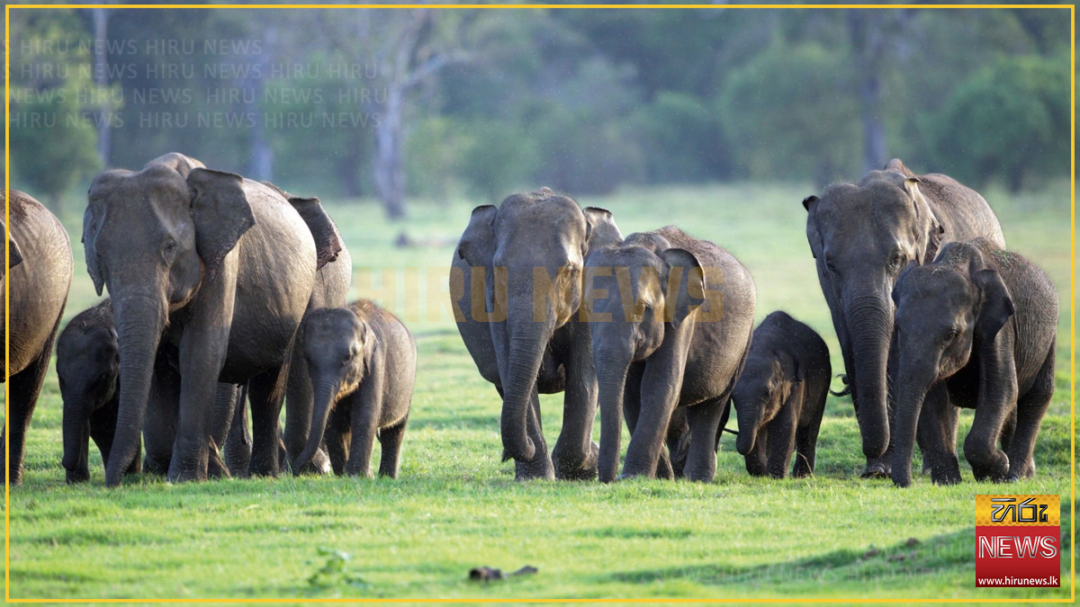 රටපුරා අලි සමීක්ෂණයක් - Hiru News - Srilanka's Number One News Portal ...