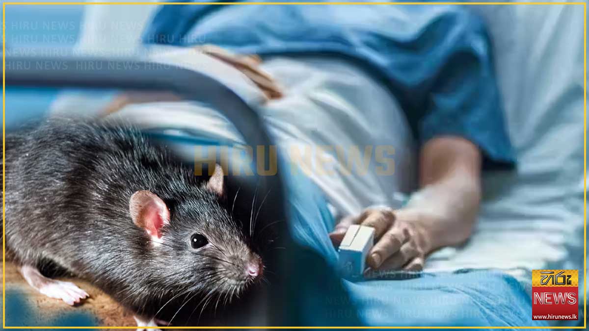 Rat+fever+cases+escalate+in+Jaffna+following+rains