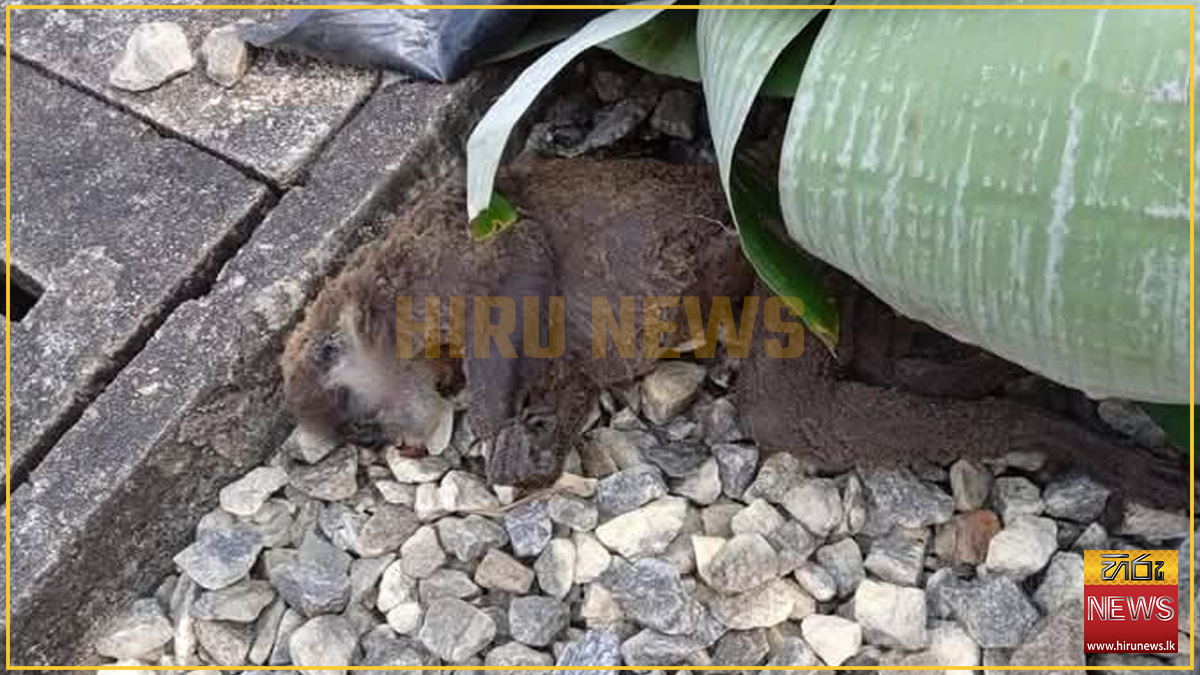 Monkey+blamed+for+the+Island-wide+power+outage+-+Photos+revealed+