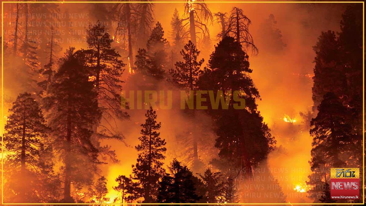 Fire control week declared amid dry weather concerns - Hiru News ...