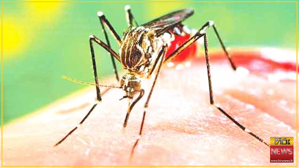 OVER+1400+DENGUE+CASES+REPORTED+IN+RATNAPURA+THIS+YEAR