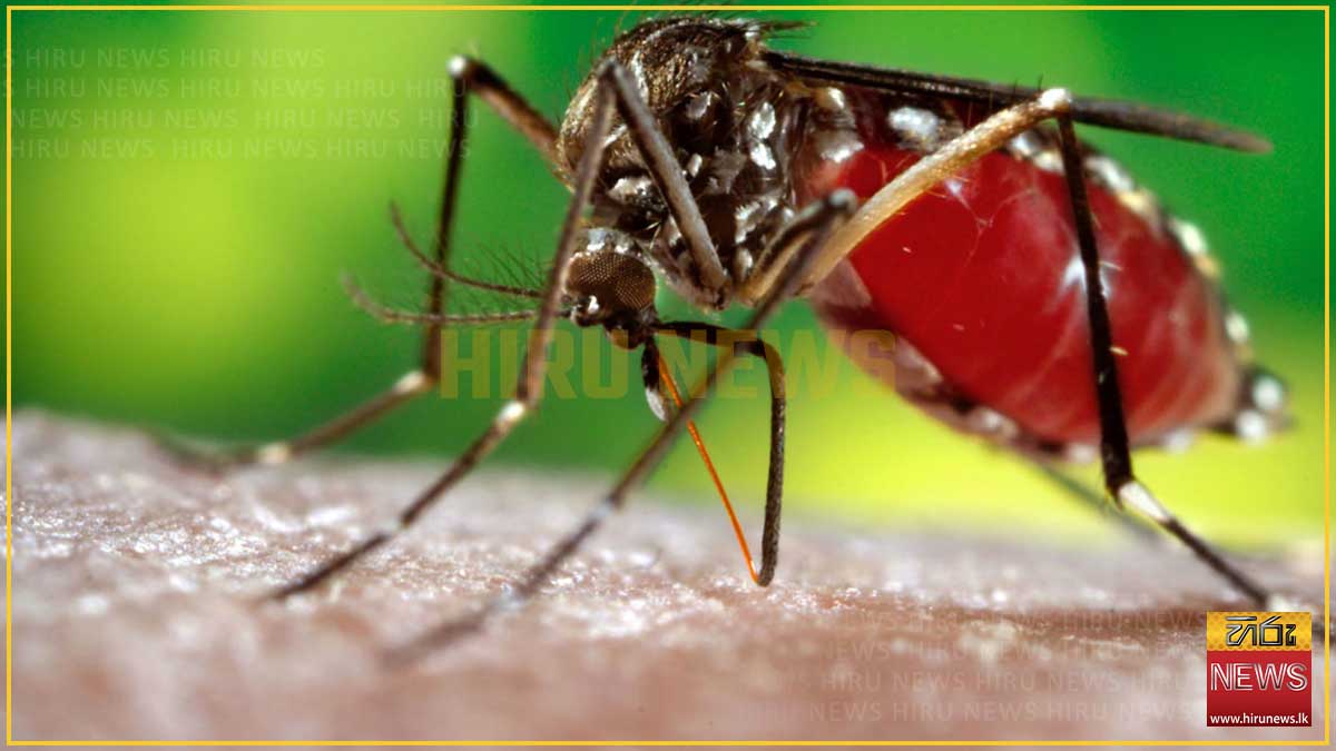 ඩෙංගු මදුරු ව්යාප්තියේ වැඩිවීමක් - Hiru News - Srilanka's Number One ...