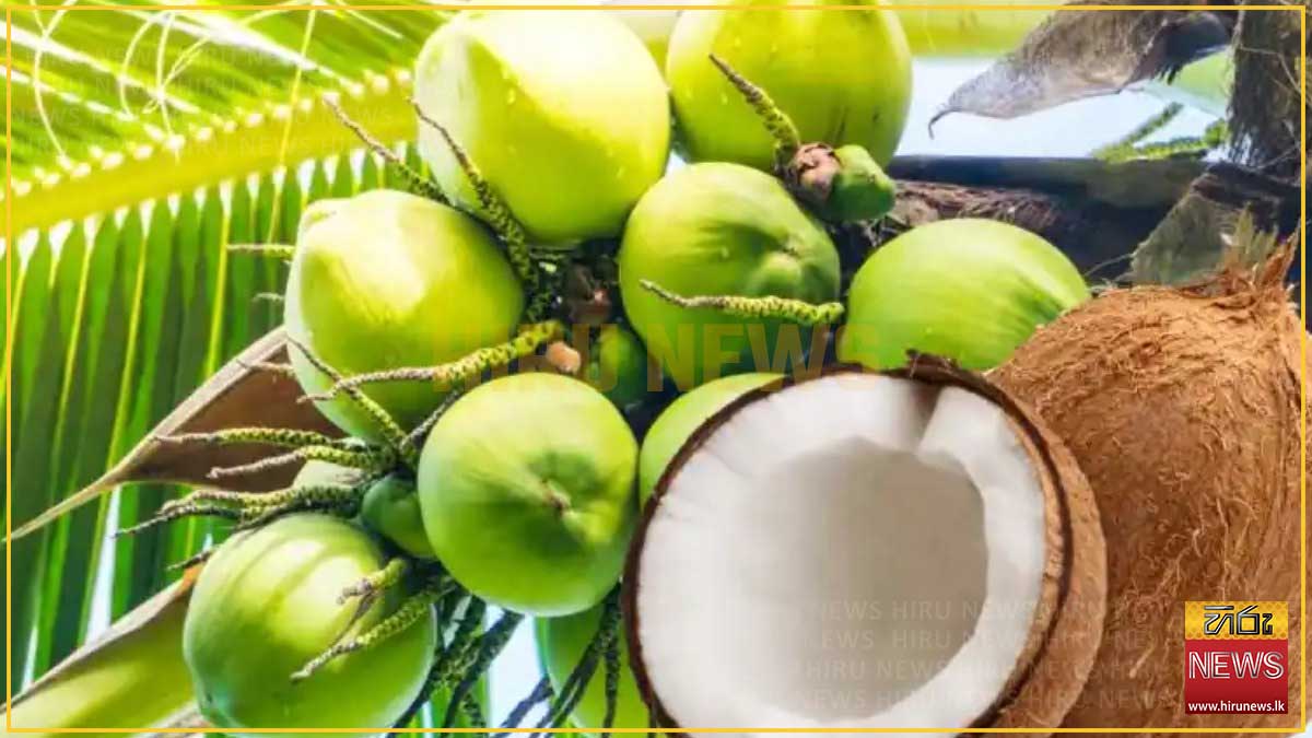 පොල් දෙසතිය යාපනයෙන් ඇරඹේ - Hiru News - Srilanka's Number One News ...