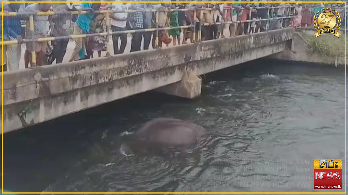 ELEPHANT+SWEPT+AWAY+BY+CURRENT+IN+ARALAGANWILA