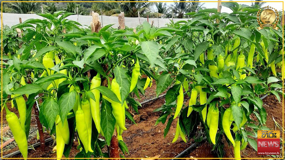Chilli Number ANURADHAPURA CHILLI FARMERS FACE HARDSHIP DUE TO LOW PRICES - Hiru News ...