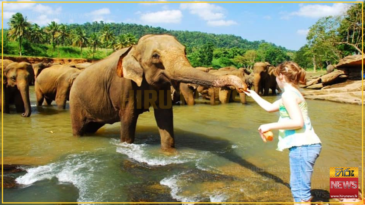 RECORD-BREAKING+REVENUE+AT+PINNAWALA+ELEPHANT+ORPHANAGE+THIS+YEAR