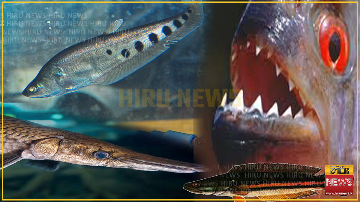 FISHING+MINISTRY+BANS+INVASIVE+FISH+SPECIES
