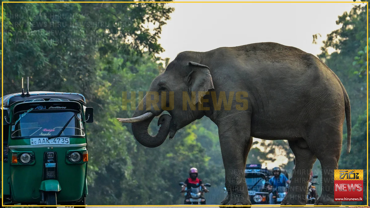 MAN KILLED AND TWO INJURED IN SEPARATE WILD ELEPHANT ATTACKS - Gold FM ...