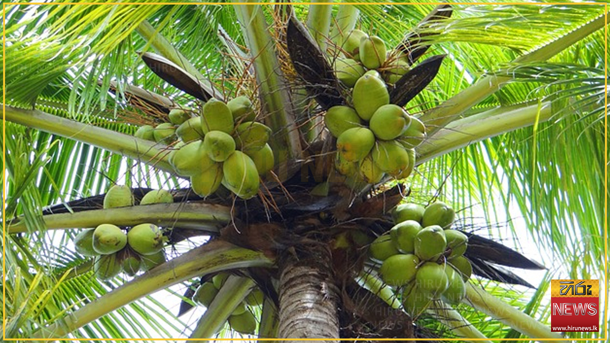 ලෝක පොල් දිනය අදයි - Hiru News - Srilanka's Number One News Portal ...