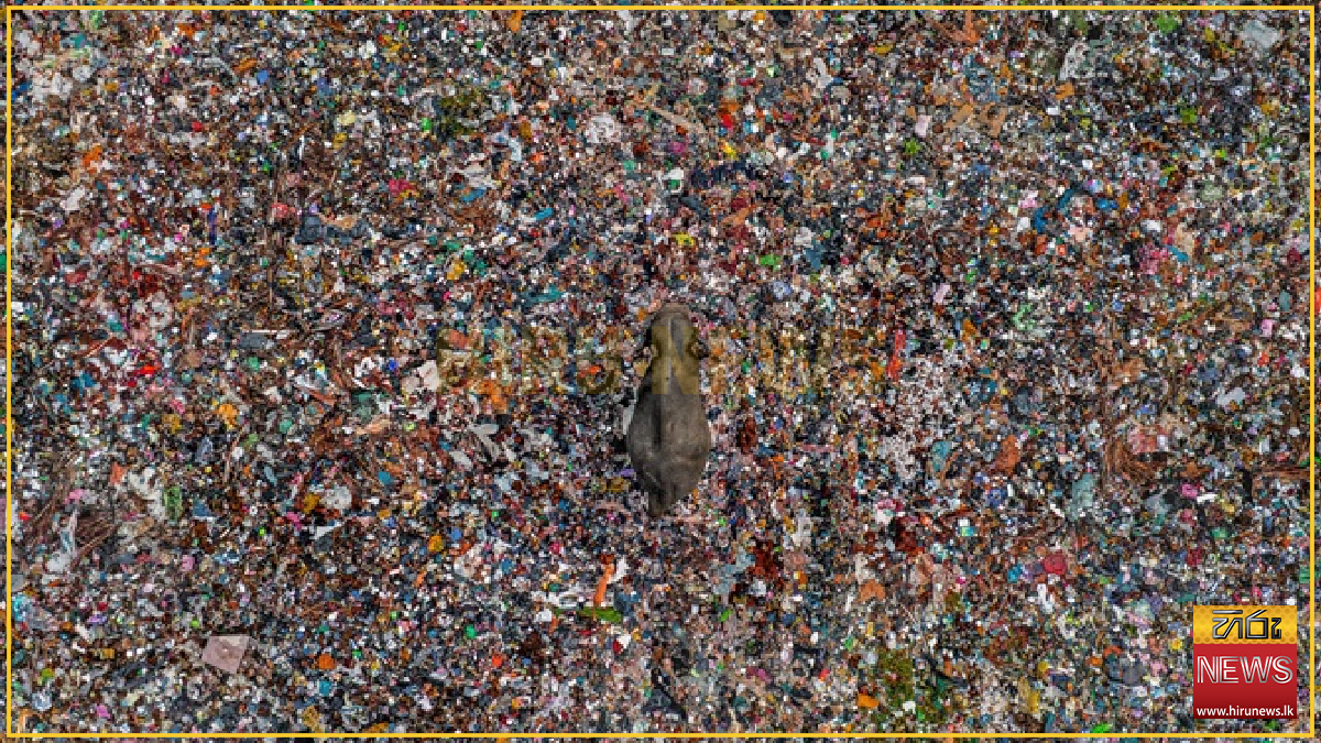 LAKSHITHA KARUNARATHNA’S ‘TOXIC TIP’ AMONG THE WORLD’S BEST WILDLIFE ...