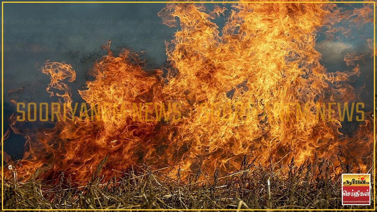 பலாங்கொடை நன்பேரியல் வனப்பகுதியில் பரவிவரும் காட்டுத்தீயினால் 1000 ...