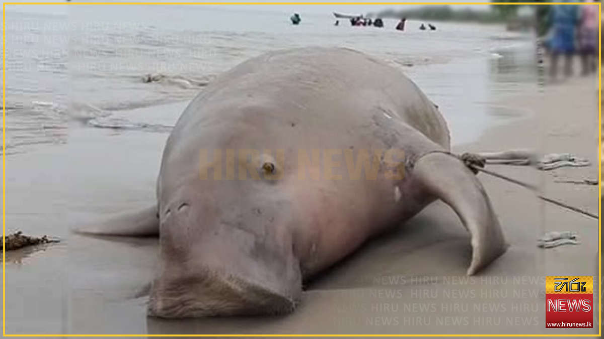 CARCASS+OF+LARGE+SEA+COW+WASHES+ASHORE+IN+MANNAR
